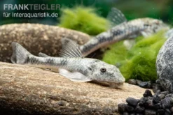 LDA 25 Pitbull Pleco, Parotocinclus Jumbo -Huisdierbenodigdheden Serie LDA 25 Pitbull Pleco Parotocinclus jumbo 3