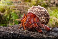 Lava-Landeinsiedlerkrebs, Coenobita Sp. Lava (Größe XL) -Huisdierbenodigdheden Serie Lava Landeinsiedlerkrebs Coenobita sp Lava 3