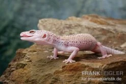 Leopardgecko, Eublepharis Macularius, BELL ALBINO ENIGMA -Huisdierbenodigdheden Serie Leopardgecko Eublepharis macularius Bell Albino Enigma 22