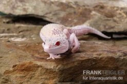 Leopardgecko, Eublepharis Macularius, BELL ALBINO ENIGMA -Huisdierbenodigdheden Serie Leopardgecko Eublepharis macularius Bell Albino Enigma 4
