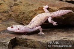 Leopardgecko, Eublepharis Macularius, BELL ALBINO ENIGMA -Huisdierbenodigdheden Serie Leopardgecko Eublepharis macularius Bell Albino Enigma 6