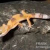Leopardgecko, Eublepharis Macularius, HIGH YELLOW