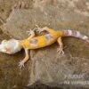Leopardgecko, Eublepharis Macularius, LEMON FROST
