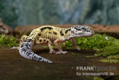 Leopardgecko, Eublepharis Macularius, LEMON FROST MACK SNOW