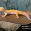 Leopardgecko, Eublepharis Macularius, TANGERINE ECLIPSE