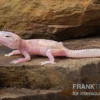 Leopardgecko, Eublepharis Macularius, TREMPER ALBINO MACK SNOW RAPTOR
