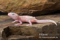 Leopardgecko, Eublepharis Macularius, TREMPER ALBINO MACK SNOW RAPTOR
