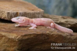 Leopardgecko, Eublepharis Macularius, TREMPER ALBINO MACK SNOW RAPTOR -Huisdierbenodigdheden Serie Leopardgecko Eublepharis macularius Tremper Albino Mack Snow Raptor 2