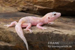 Leopardgecko, Eublepharis Macularius, TREMPER ALBINO MACK SNOW RAPTOR -Huisdierbenodigdheden Serie Leopardgecko Eublepharis macularius Tremper Albino Mack Snow Raptor 3