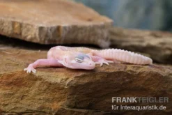 Leopardgecko, Eublepharis Macularius, TREMPER ALBINO MACK SNOW RAPTOR -Huisdierbenodigdheden Serie Leopardgecko Eublepharis macularius Tremper Albino Mack Snow Raptor 5