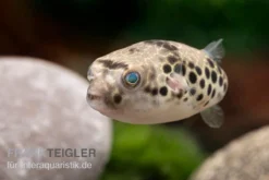 Leopardkugelfisch, Tetraodon Schoutedeni -Huisdierbenodigdheden Serie Leopardkugelfisch Tetraodon schoutedeni 2