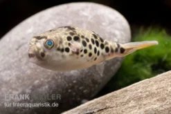 Leopardkugelfisch, Tetraodon Schoutedeni -Huisdierbenodigdheden Serie Leopardkugelfisch Tetraodon schoutedeni 3