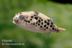 Leopardkugelfisch, Tetraodon Schoutedeni -Huisdierbenodigdheden Serie Leopardkugelfisch Tetraodon schoutedeni 6