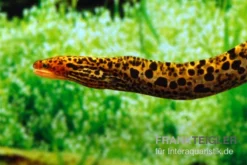 Leopardmuräne, Gymnothorax Polyuranodon (Echte Süßwassermuräne) -Huisdierbenodigdheden Serie Leopardmuraene Gymnothorax polyuranodon Echte Suesswassermuraene 3