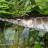 Gefleckter Knochenhecht, Kaimanfisch, Lepisosteus Oculatus