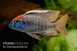 Red-Cap-Cichlide, Lethrinops Spec. Red Cap