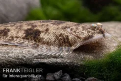 Leucorhynchos-Plattfisch, Süßwasserflunder, Achiroides Leucorhynchos -Huisdierbenodigdheden Serie Leucorhynchos Plattfisch Suesswasserflunder Achiroides leucorhynchos 1 2