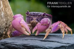 Lila Spider Crab, Neosarmatium Sp. Purple -Huisdierbenodigdheden Serie Lila Spider Crab Neosarmatium sp Purple 2