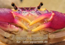 Lila Süßwasserkrabbe, Globithelphusa "indian Lilac" 18 Lila Süßwasserkrabbe, Globithelphusa "indian Lilac" -Huisdierbenodigdheden Serie Lila Suesswasserkrabbe Globithelphusa indian lilac 1