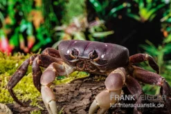 Lila Weihnachtsinselkrabbe, Gecarcoidea Humei, Klein -Huisdierbenodigdheden Serie Lila Weihnachtsinselkrabbe Gecarcoidea humei 1
