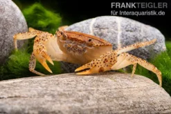 Linsenkrabbe, Parathelphusa Cf. Convexa