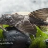 Maulbrütender Harnischwels, Loricaria Simillima