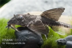 Maulbrütender Harnischwels, Loricaria Simillima