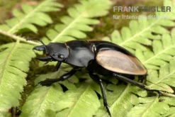 Huisdierbenodigdheden Serie -Huisdierbenodigdheden Serie Ludekingi Hirschkaefer Odontolabis ludekingi 2