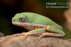 Makifrosch, Phyllomedusa Hypochondrialis -Huisdierbenodigdheden Serie Makifrosch Phyllomedusa hypochondrialis 3