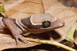 Malayischer Bogenfingergecko, Cyrtodactylus Pulchellus -Huisdierbenodigdheden Serie Malayischer Bogenfingergecko Cyrtodactylus pulchellus 3