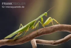 Afrikanische Gottesanbeterin Im Mix, Sphodromantis Spec. -Huisdierbenodigdheden Serie Mantis 1