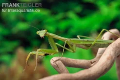 Afrikanische Gottesanbeterin Im Mix, Sphodromantis Spec. -Huisdierbenodigdheden Serie Mantis 4 20