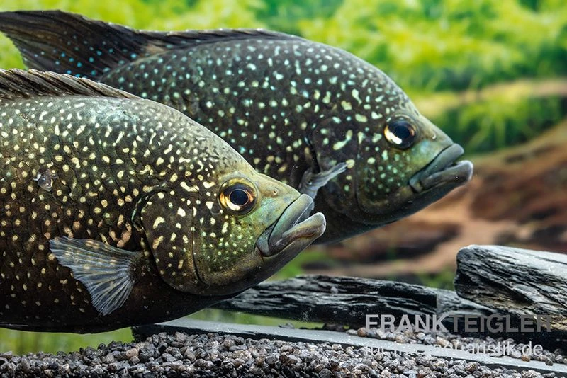 Marakeli-Buntbarsch, Paratilapia Polleni "Big Spotted" 2 Marakeli-Buntbarsch, Paratilapia Polleni "Big Spotted" – Bild 2