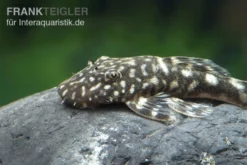 Marmor-Ancistrus, Ancistrus Claro, LDA 8, DNZ