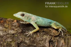 Martinique-Anolis, Anolis Roquet Roquet