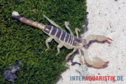 Maurischer Skorpion, Scorpio Maurus -Huisdierbenodigdheden Serie Maurischer Skorpion Scorpio maurus 3