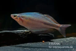 Goldie-Fluss-Regenbogenfisch, Melanotaenia Goldiei, 5 Tiere -Huisdierbenodigdheden Serie Melanotaenia goldiei 22