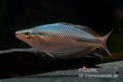 Goldie-Fluss-Regenbogenfisch, Melanotaenia Goldiei, 5 Tiere -Huisdierbenodigdheden Serie Melanotaenia goldiei 23