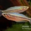 Aru-Regenbogenfisch, Melanotaenia Picta, 5 Tiere