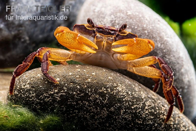 Melonenkrabbe, Thaksinthelphusa Yongchindaratae 1 Melonenkrabbe, Thaksinthelphusa Yongchindaratae