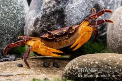 Melonenkrabbe, Thaksinthelphusa Yongchindaratae 9 Melonenkrabbe, Thaksinthelphusa Yongchindaratae -Huisdierbenodigdheden Serie Melonenkrabbe Thaksinthelphusa yongchindaratae 3