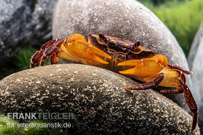 Melonenkrabbe, Thaksinthelphusa Yongchindaratae 4 Melonenkrabbe, Thaksinthelphusa Yongchindaratae – Bild 4