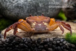 Melonenkrabbe, Thaksinthelphusa Yongchindaratae 12 Melonenkrabbe, Thaksinthelphusa Yongchindaratae -Huisdierbenodigdheden Serie Melonenkrabbe Thaksinthelphusa yongchindaratae 6