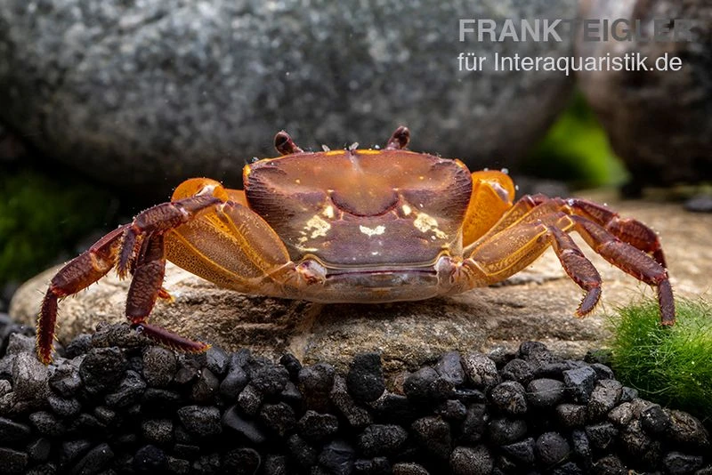 Melonenkrabbe, Thaksinthelphusa Yongchindaratae 6 Melonenkrabbe, Thaksinthelphusa Yongchindaratae – Bild 6