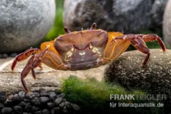 Melonenkrabbe, Thaksinthelphusa Yongchindaratae 13 Melonenkrabbe, Thaksinthelphusa Yongchindaratae -Huisdierbenodigdheden Serie Melonenkrabbe Thaksinthelphusa yongchindaratae 7