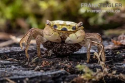 Smaragdkrabbe, Metasesarma Spec. "Green Emerald" (Emerald Crab) 12 Smaragdkrabbe, Metasesarma Spec. "Green Emerald" (Emerald Crab) -Huisdierbenodigdheden Serie Metasesarma spec Green Emerald 4