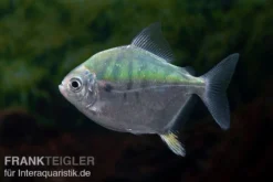 Mühlsteinsalmler, Myleus Setiger -Huisdierbenodigdheden Serie Muehlsteinsalmler Myleus setiger 4