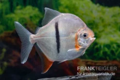 Schwarzband-Mühlsteinsalmler, Myleus Schomburgkii (Variante 2) SCHMALER STREIFEN