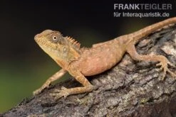 Nackenstachler, Acanthosaura Capra -Huisdierbenodigdheden Serie Nackenstachler Acanthosaura capra 3