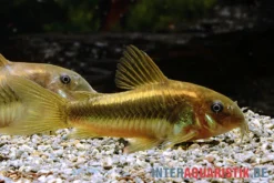 "Neon Gold Stripe"-Panzerwels, Corydoras Sp. "Neon Gold Stripe" (CW10) -Huisdierbenodigdheden Serie Neon Gold Stripe Panzerwels Corydoras sp Neon Gold Stripe CW10 1